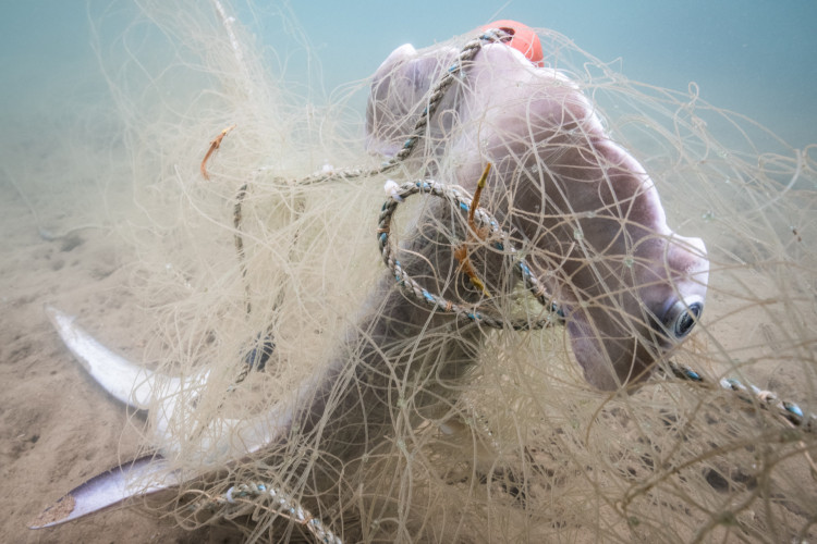 O Terror Da Pesca Fantasma