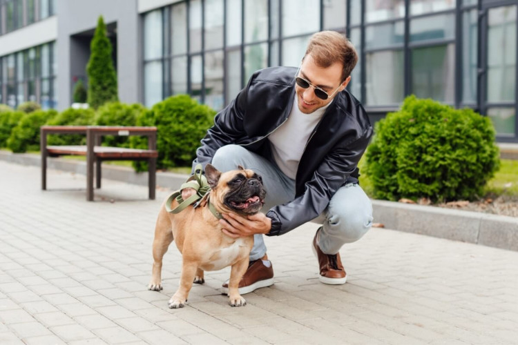 Cuidados Ao Passear O Cachorro Na Rua