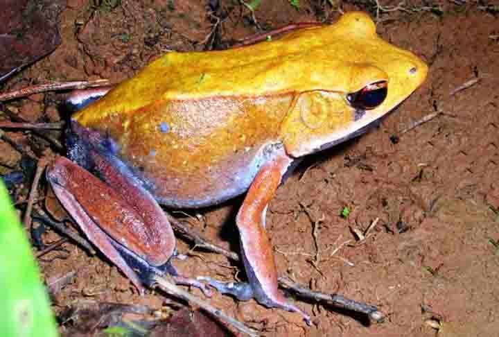 Sapo Perereca E R Veja As Principais Diferen As Entre Esses Tipos De