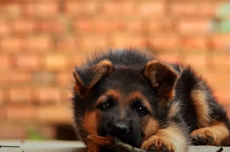 Tem Pet Curiosidades Sobre Os Cachorros