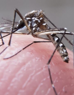 Aedes Aegypti é o transmissor de dengue, zika e chikungunya