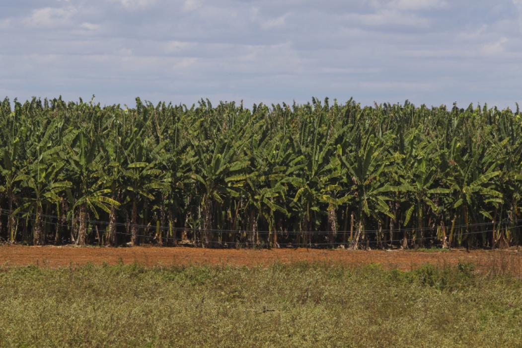 Bananas produzidas com produtos proibidos na Europa são citadas pelos italianos (Foto: Mateus Dantas )