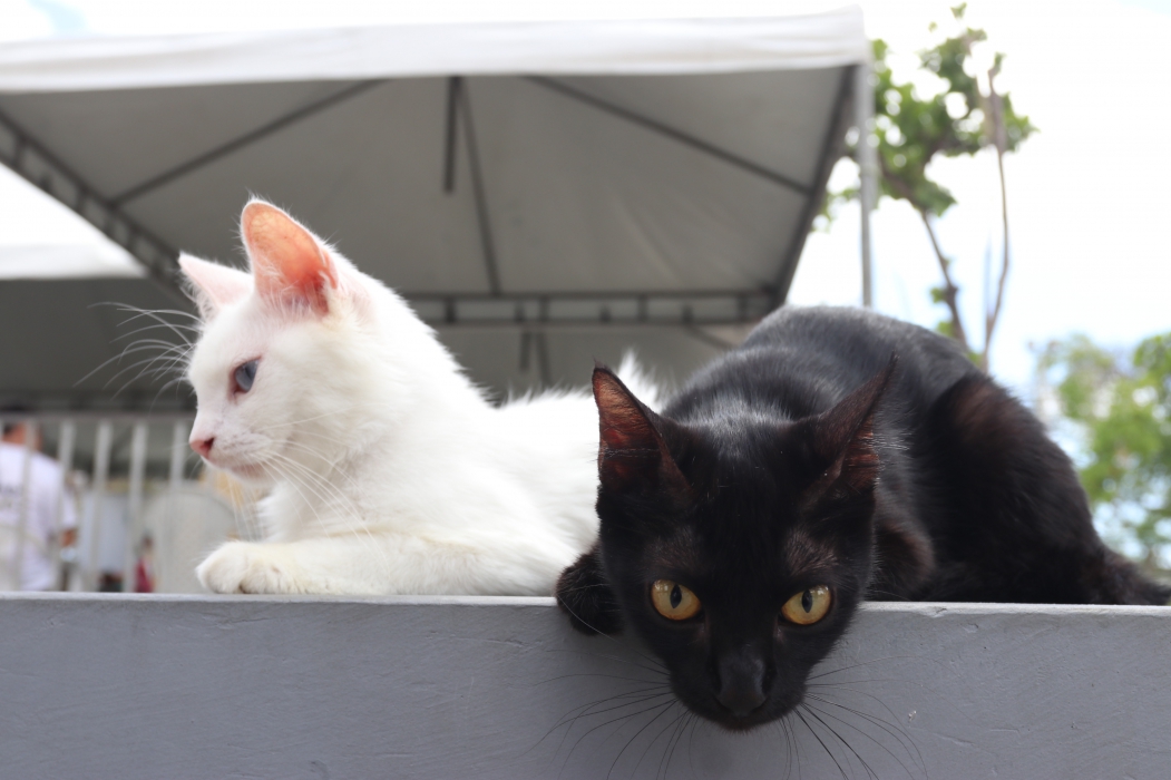 Gatos são animais "autolimpantes" (Foto: Tatiana Fortes/4/10/2018)