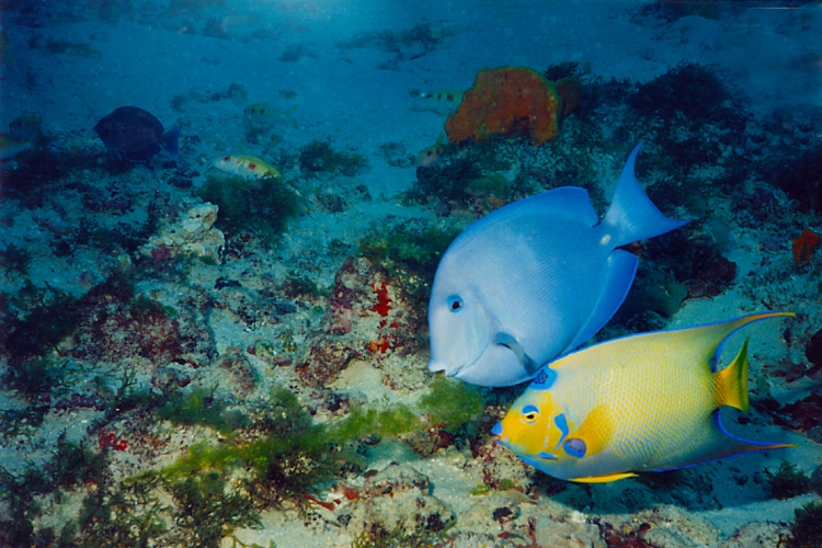 Duas espécies comuns no Parque da Pedra da Risca do Meio são Lanceta-azul ou Peixe cirurgião azul (Acanthurus coeruleus) e, ao lado, o Paru-jandaia ou Ciliaris (Holacanthus ciliares)