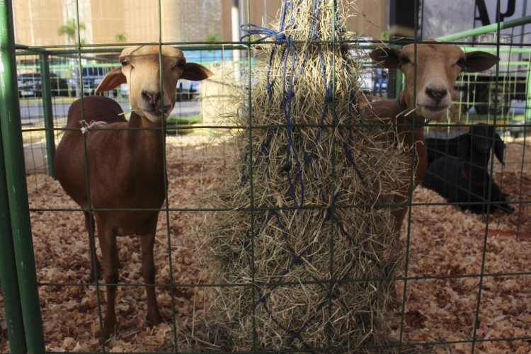 Exposição de animais, no Centro de Eventos do Ceará