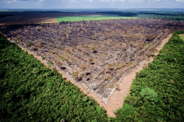 Os investimentos do Fundo Amazônia foram congelados pela falta de compromisso do governo Bolsonaro.(Foto:  Mayke Toscano/Gcom-MT)