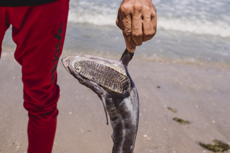 Principalmente nos meses de setembro e novembro, peixes e tartarugas foram encontrados mortos nas praias em decorrência do petróleo.