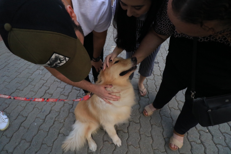 Foto de apoio ilustrativo. Cachorro salva família em meio ao incêndio, em Feira de Santana, na Bahia