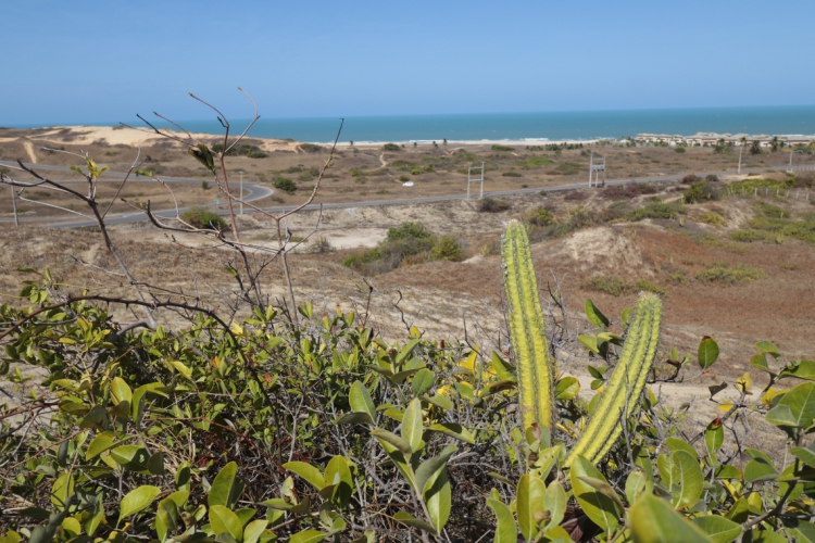 Espécies nativas e adaptadas da Caatinga serão pesquisadas