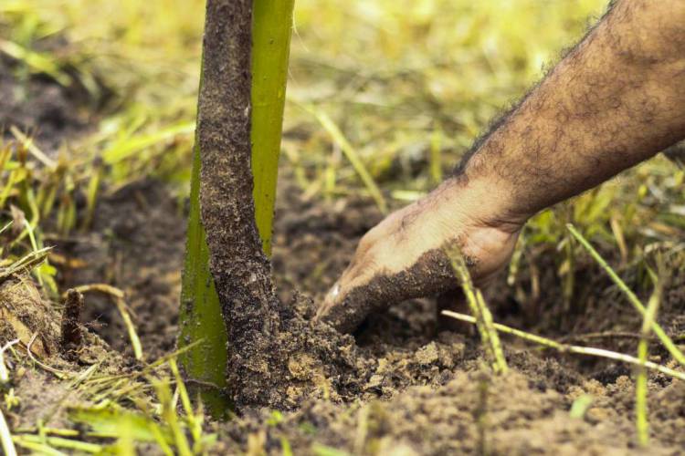 5.879 novas mudas foram plantadas em Fortaleza