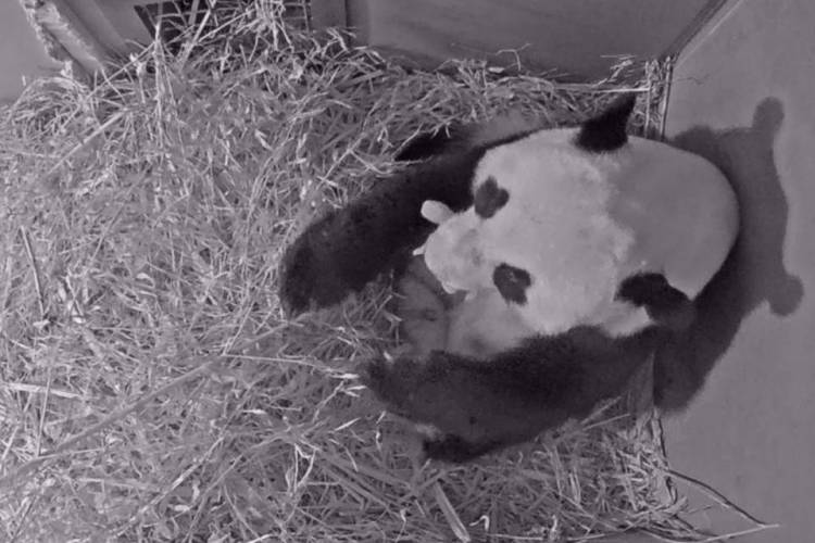 Foto divulgada neste sábado pelo zoológico de Ouwehands mostra uma panda segurando seu filhote na boca. Um dos pandas gigantes emprestados pela China à Holanda deu à luz no parque animal de Rhenen