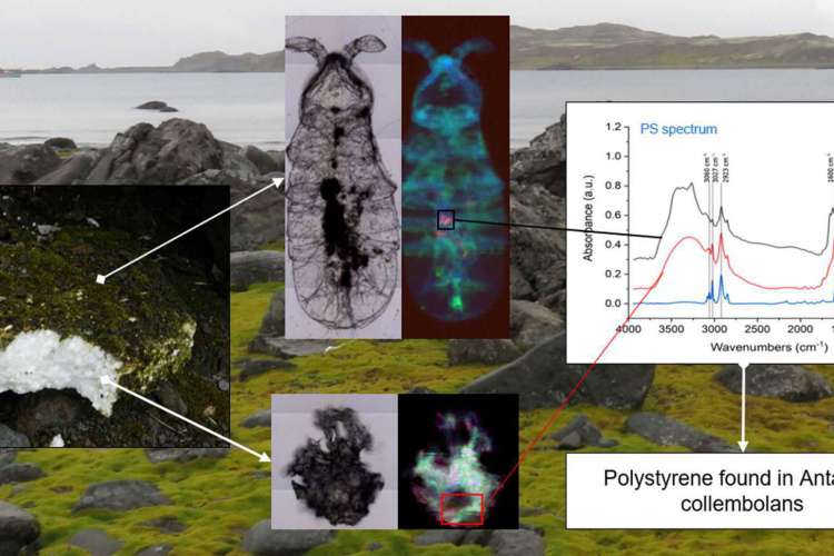 Gráficos mostram que microplásticos encontrados na Antártica já foram detectadas em organismos vivos em todos os oceanos do mundo