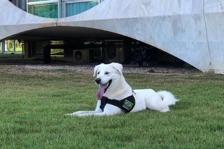 Augusto Bolsonaro, cão da raça pastor-maremano, resgatado pela família do presidente
