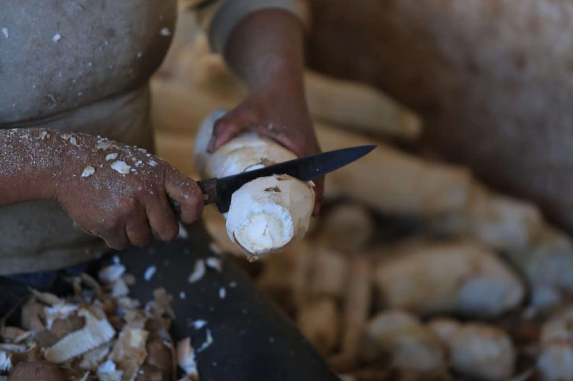 A mandioca também é conhecida como macaxeira, aipim e maniva, em diferentes regiões do Brasil (Foto: Fábio Lima/O POVO)