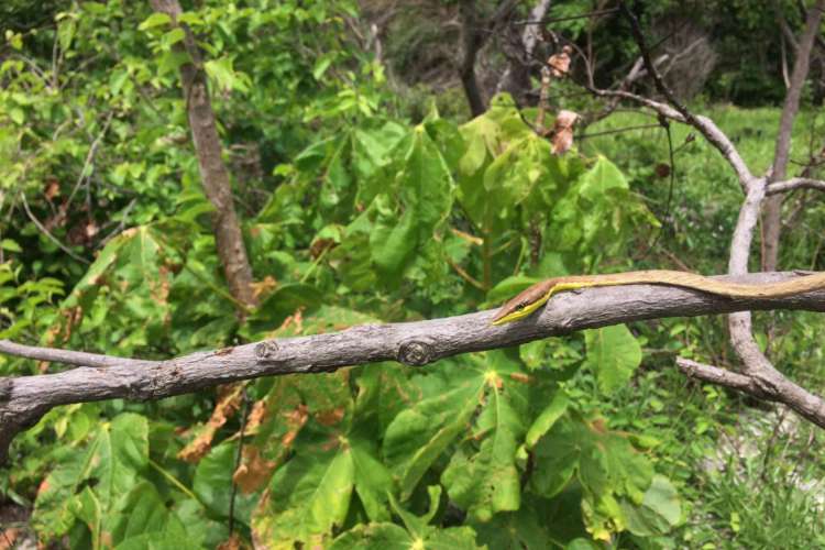 Área de Proteção Ambiental na Sabiaguaba é composta por diversos animais, muitos deles em extinção, além de abrigar dunas