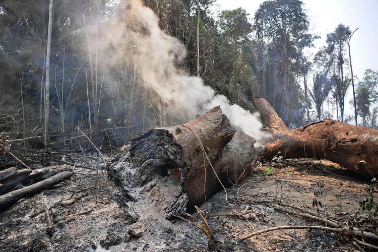 Nesta foto de arquivo tirada em 24 de agosto de 2019, fumaça brota do tronco de uma árvore nos arredores de Porto Velho, Estado de Rondônia, na bacia amazônica no centro-oeste do Brasil