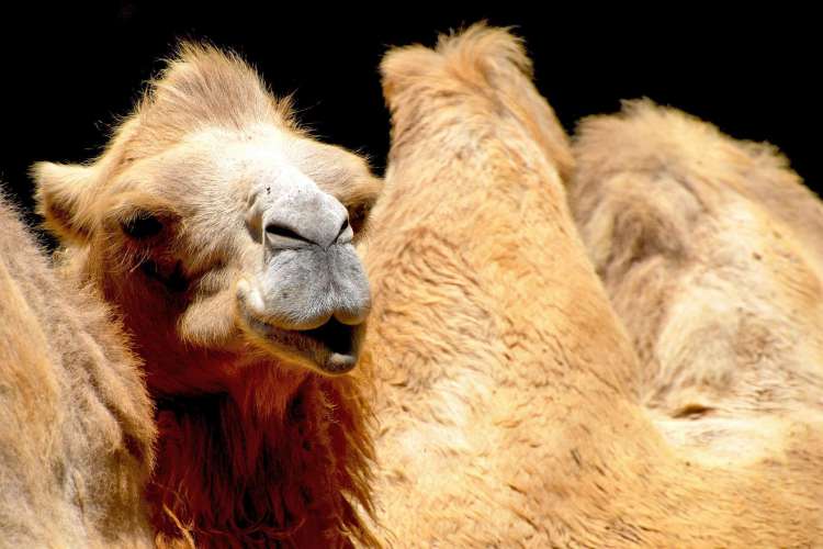 Camelos são desclassificados em concurso na Arábia Saudita por uso de botox e intervenções estéticas 
