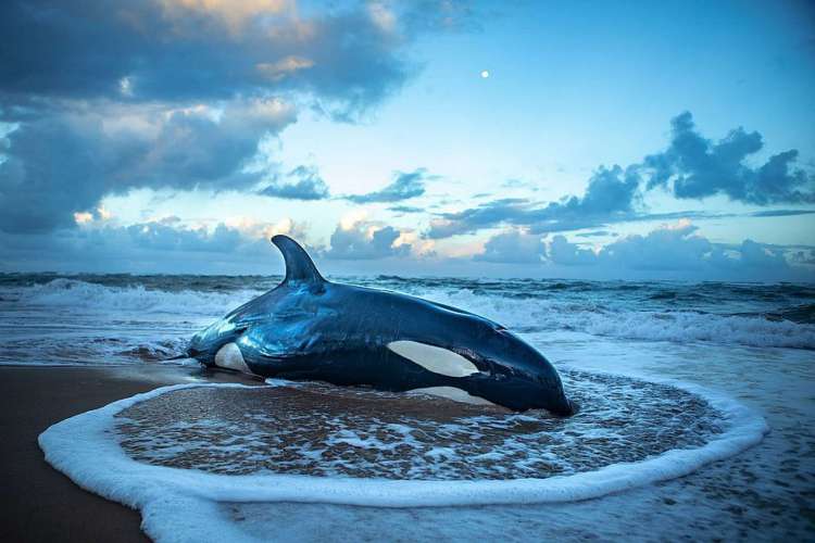 Filhote de orca encalha em praia na Bahia e precisa ser sacrificado por não ter chances de voltar ao mar