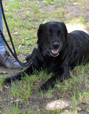 Frida é uma das cadelas treinadas para farejar o novo coronavírus. Ela e os outros sete cães que participaram da pesquisa integram uma equipe especializada em detecção das Forças Armadas Alemãs