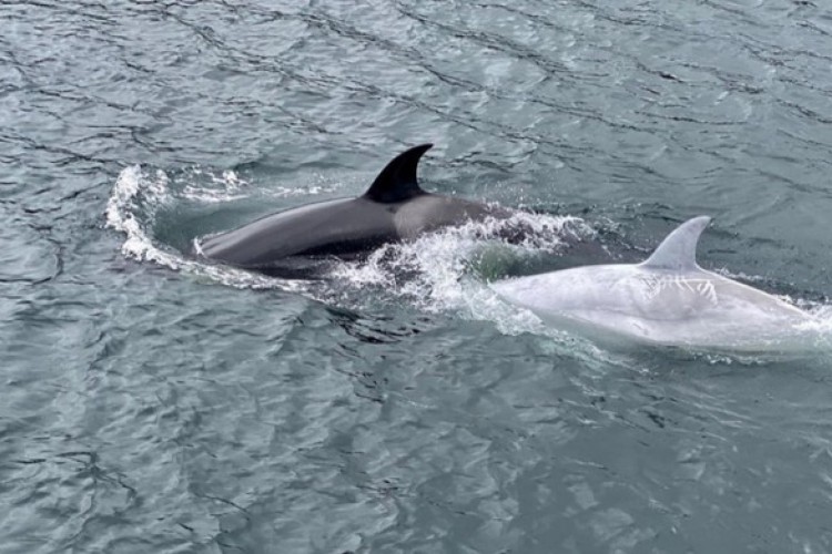 Baleia orca branca vista no Alaska