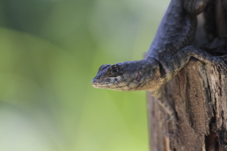 Calango (Tropidurus oreadicus), espécie de lagarto que habita as dunas florestadas do Parque das Dunas da Sabiaguaba. Fortaleza-Ceará. 1/8/2020. Foto: Acervo Demitri Túlio (Foto: DEMITRI TULIO)