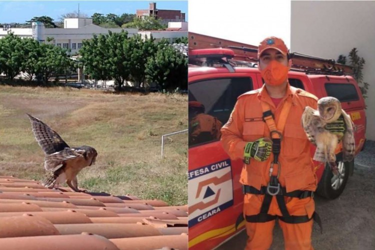 Corpo de Bombeiros do Estado atuou em mais de trinta resgates de animais neste final de semana
