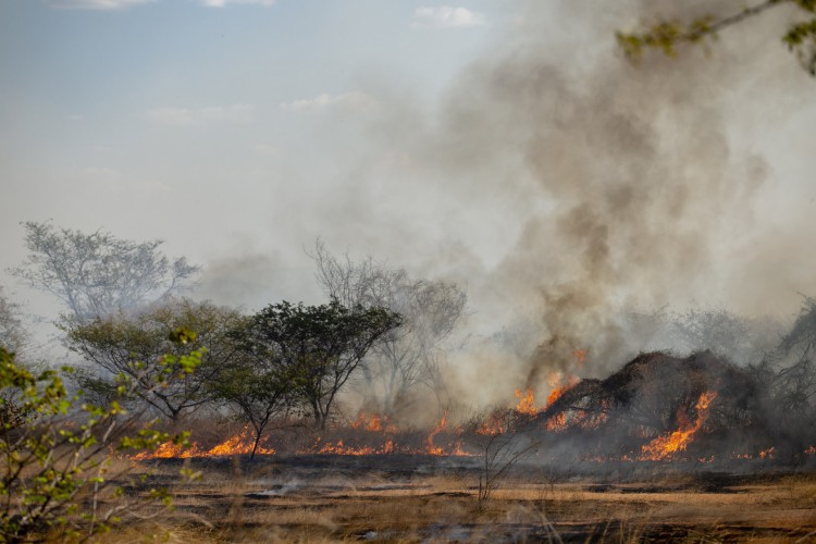 MUCAMBO, CE, BRASIL, 23.09.2020: Incêndio na Caatinga, em propriedade particular, às margens da CE-253 (Rodovia Antônio Clemente de Araújo) no entroncamento das cidades Varjota/Sobral/Reriutaba/Mucambo. 