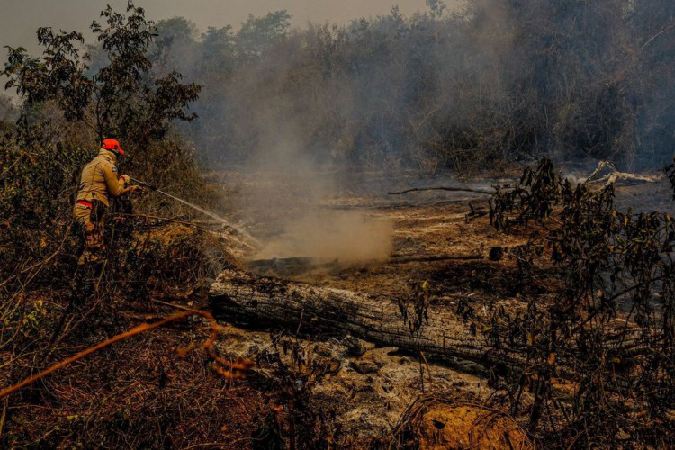 Fogo já destruiu 3,461 milhões de hectares do Pantanal 