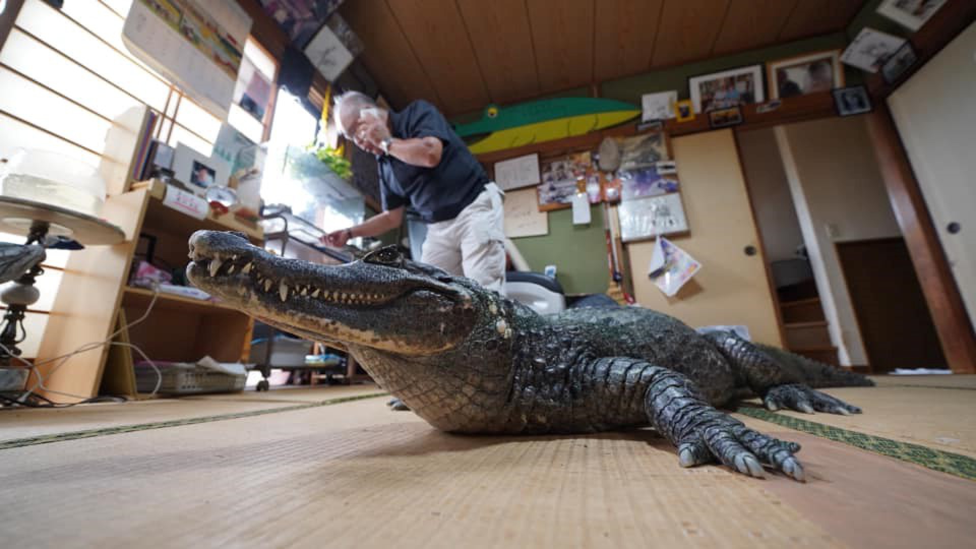 Nada de cachorro, gato ou papagaio. O animal de estimação acolhido pelo japonês Nobumitsu Murabayashi é um crocodilo