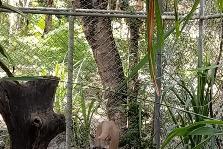 A onça fêmea será aproximada de um macho da mesma espécie que reside no equipamento e também não estava aproximado de outro animal