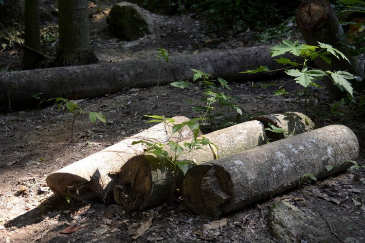 Floresta do Parque Nacional da Tijuca ganha mais 260 mudas de espécies nativas da Mata Atlântica. A ação foi promovida pelos voluntários do Instituto Conhecer para Conservar, do Grupo Cataratas, e de Paineiras Corcovado, no Parque Lage.