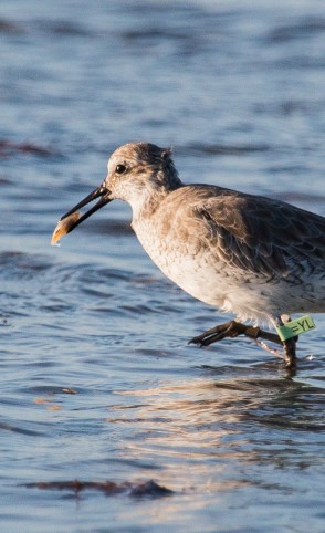 O fenômeno de aves migratórias ameaçadas de extinção, que chegam a viajar 32 mil quilômetros anualmente, é observado em Icapuí.(Foto: Divulgação/Aquasis)