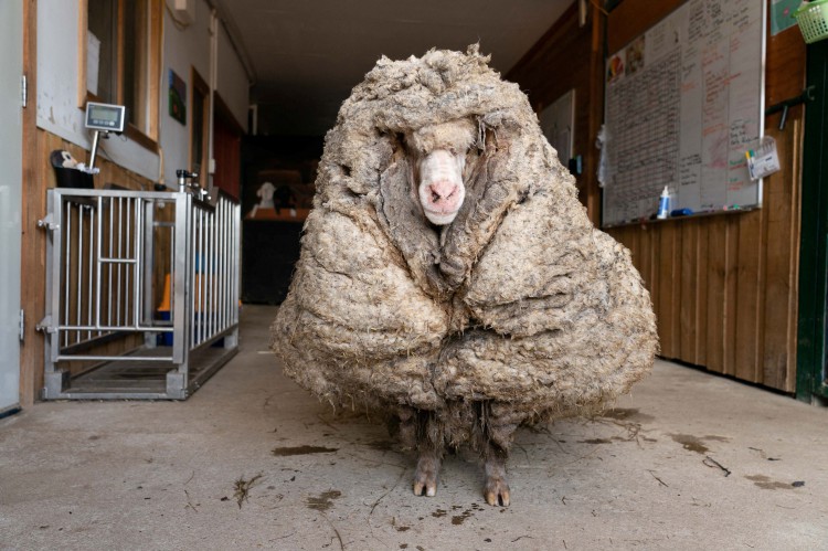 Uma ovelha selvagem que foi encontrada vagando pela selva australiana com um enorme casaco de 35 kg