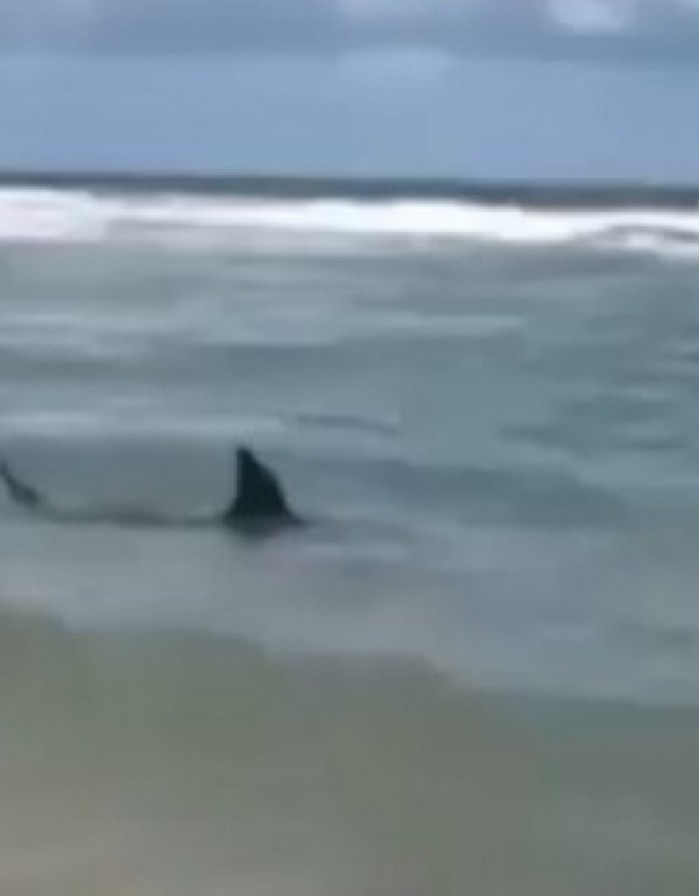 Sem perceber, banhista nada ao lado de tubarão em praia de Fortaleza, Ceará