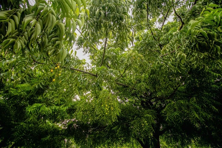 Segundo dados da Seuma, a quantidade árvores por habitante cresceu em Fortaleza. Na foto, a espécie mais comum: Nim indiano