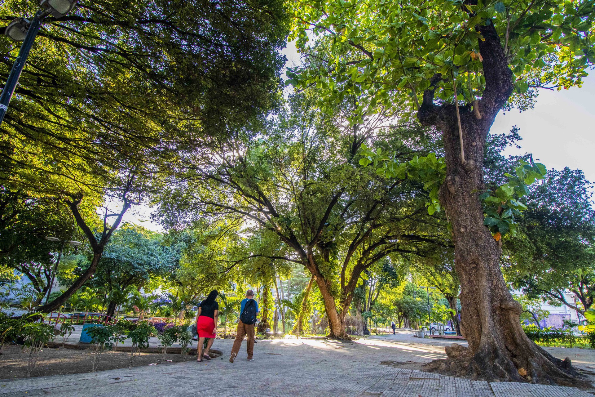 ￼Praça do Pajeú é uma das áreas arborizadas de Fortaleza   (Foto: FCO FONTENELE)