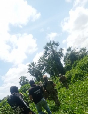 Agentes das polícias Militar e Civil realizam buscas de suspeitos da Chacina de Caucaia em matagal no Parque São Gerardo 