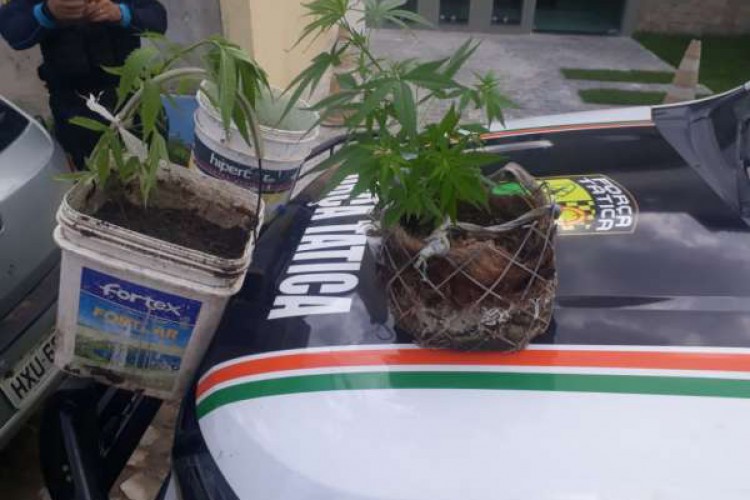 A PM encontrou, em uma residência, em Itapipoca, três pés de maconha e 10 mudas da erva