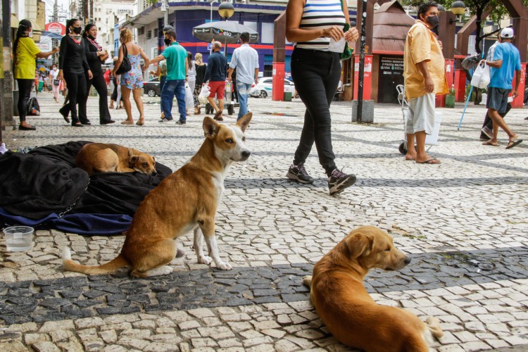 Foto de apoio ilustrativo. Maus-tratos contra animais vira roda de conversa em referência ao Abril Laranja na Escola Municipal Jonathan Rocha Alcoforado