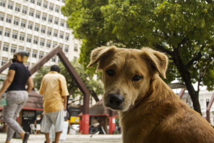 Houve crescimento de animais abandonados na pandemia