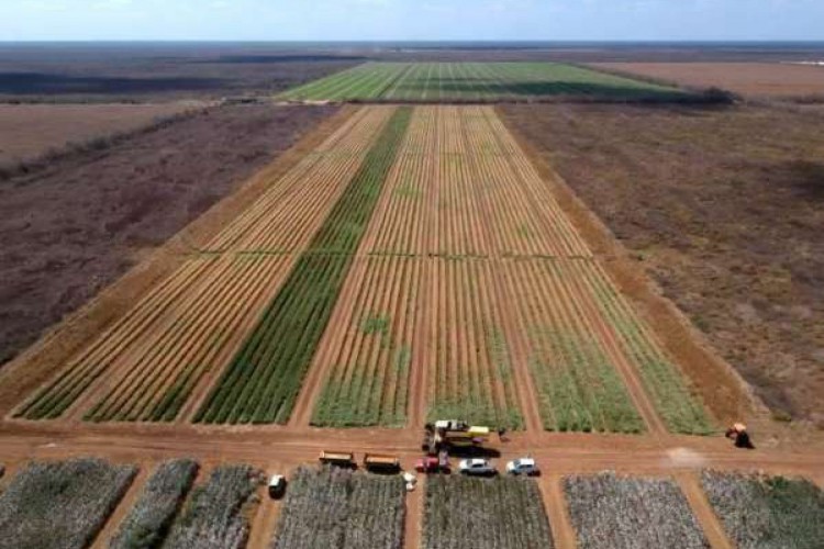 Estado tem condições de produzir o grão com alta produtividade usando irrigação