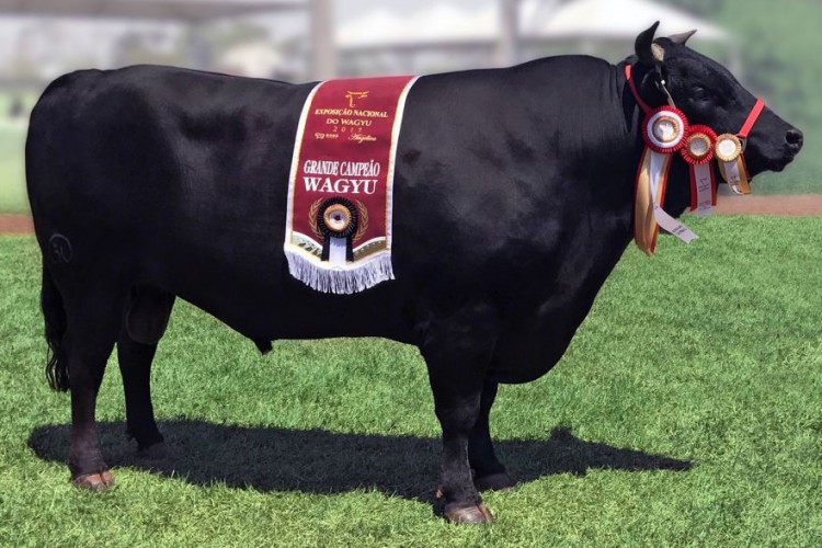 Boi Wagyu, de raça nobre de origem japonesa, tem um dos cortes de carnes mais caros e saborosos do mundo, sendo disputado nas cozinhas da alta gastronomia