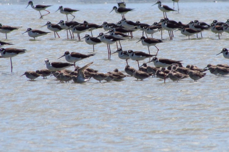 Bando de aves migratórias: na Europa, deslocamentos são associados ao transporte do vírus