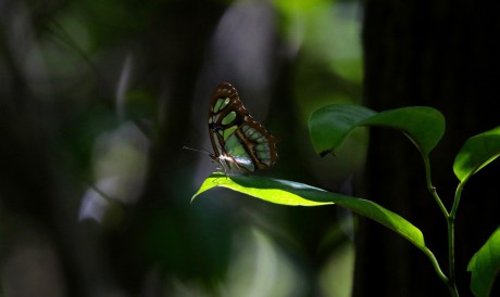 De acordo com o IPCC, o aquecimento global de 1,5ºC pode extinguir 3% a 14% das espécies terrestres.