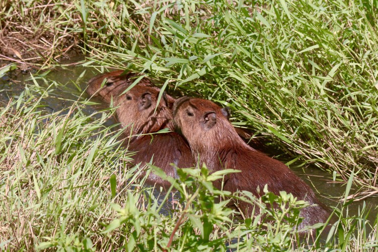 69 melhor ideia de Capivara  capivara, capivaras, fotos de capivara