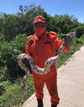 Jiboia resgatada em Missão Velha, no Ceará, tem dois metros de comprimento