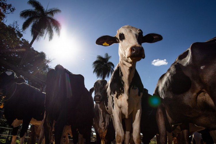 Tecnologia deve dotar o gado de maior capacidade de produção de leite