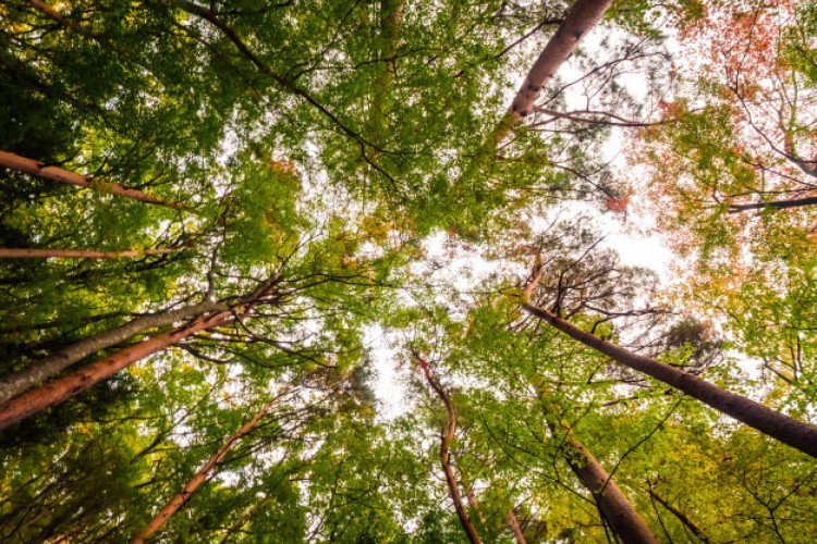 Junho Verde promove educação ambiental e sensibiliza a sociedade a cuidar do meio ambiente