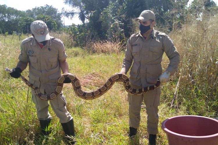 O animal foi encontrado por um morador