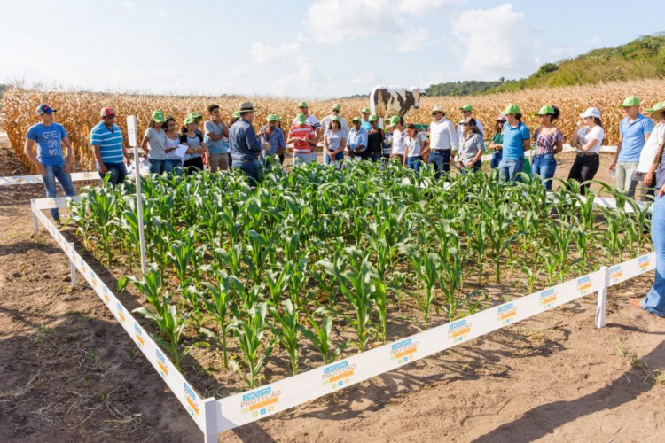 Programa Prospera leva capacitação técnica para pequenos produtores aumentarem produtividade de plantações de milho no Nordeste